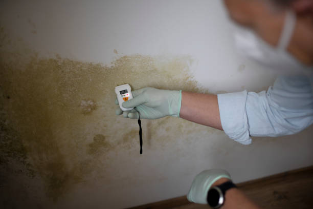 Best Industrial Mold Remediation in Belle Meade, TN