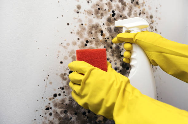 Best Kitchen Mold Remediation in Belle Meade, TN