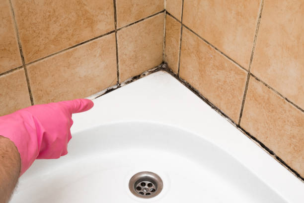 Best White Mold Remediation in Belle Meade, TN